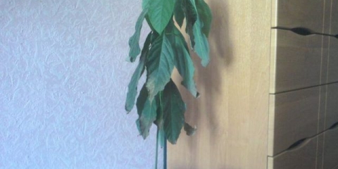 Šta učiniti ako listovi avokada pocrne i osuše